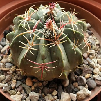 Old Pueblo Cactus - This ferocactus macrodiscus found a new home! - Nurseries & Gardening Near Me - Tucson, Arizona
