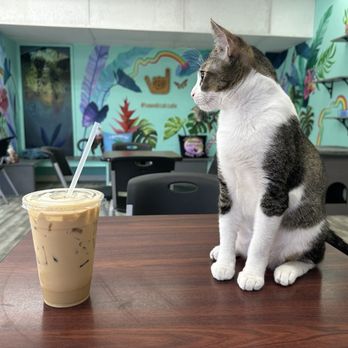 Hawai'i Cat Café - Calico Latte - Pet Adoption Near Me - Honolulu, Hawaii Hawai'i Cat Café - Calico Latte - Pet Adoption Near Me - Honolulu, Hawaii