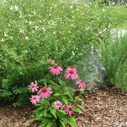 New Orleans Gardens Landscaping