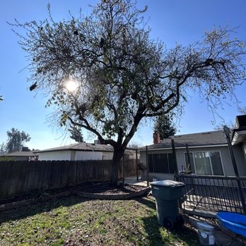 Trim Right Tree Care - Backyard pic of tree before removal. - Tree Services Near Me Trim Right Tree Care - Backyard pic of tree before removal. - Tree Services Near Me