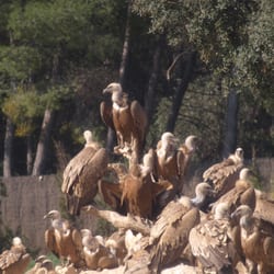 Observarorio de aves Mas de Bunyol