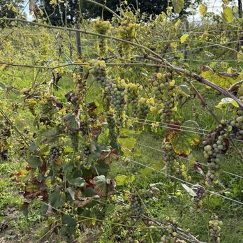Greenvale Vineyards - Wineries Near Me - Portsmouth, Rhode Island