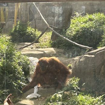 Saint Louis Zoo - Orangutan - Zoos Near Me - St Louis, Missouri Saint Louis Zoo - Orangutan - Zoos Near Me - St Louis, Missouri