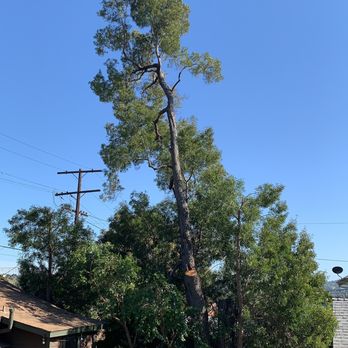 California Tree Design - Trimmed away dead parts and kept plenty of the tree. - Tree Services Near Me