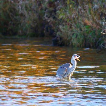 Potato Creek State Park - Great Blue Heron eating his lunch. - Parks Near Me - North Liberty, Indiana Potato Creek State Park - Great Blue Heron eating his lunch. - Parks Near Me - North Liberty, Indiana