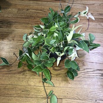 Good Plant Keeping - Huge Hoya Queen 8" HB - Nurseries & Gardening Near Me - Valrico, Florida Good Plant Keeping - Huge Hoya Queen 8" HB - Nurseries & Gardening Near Me - Valrico, Florida