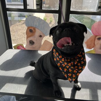 Paws and Claws Mobile Pet Spa - Zoe small bath - Pet Groomers Near Me Paws and Claws Mobile Pet Spa - Zoe small bath - Pet Groomers Near Me