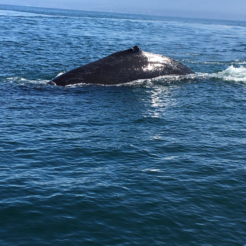 The humpback we saw The humpback we saw