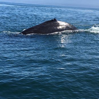 Five Star Whale Watching - The humpback we saw - Whale Watching Tours Near Me - Victoria, British Columbia Five Star Whale Watching - The humpback we saw - Whale Watching Tours Near Me - Victoria, British Columbia