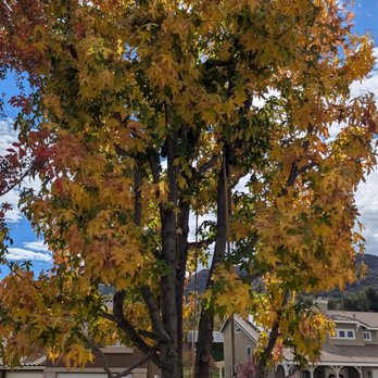 GreenLife Tree Care - Before photo - Tree Services Near Me