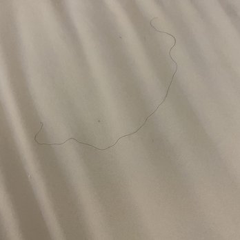 Best Western Milton Inn - Human hairs were all over the bed - Hotels Near Me - Milton, Florida