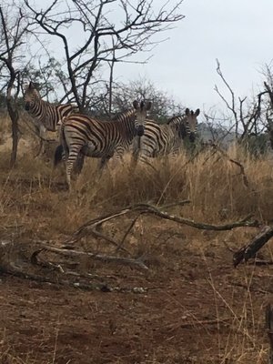 Lion World Travel by null