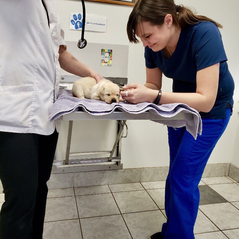 Hollow Corners Veterinary Services - Puppy - Veterinarians Near Me - Dryden, Michigan