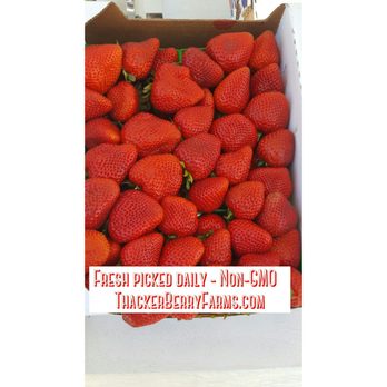 Thacker Berry Farms - Fresh picked daily - Fruits & Veggies Near Me - Long Beach, California Thacker Berry Farms - Fresh picked daily - Fruits & Veggies Near Me - Long Beach, California