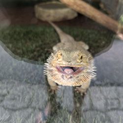 Zoosiana Zoo Of Acadiana - Even the bearded dragon is happy to be there!