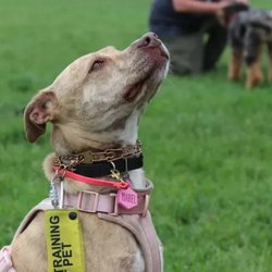 Obedience training helps dogs learn essential commands and good manners that make everyday life easier and more enjoyable...