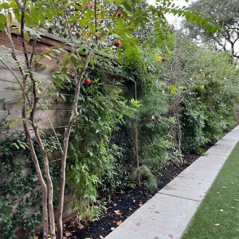 Cross States Landscape - A row of trees planted by Cross States Landscape - Landscaping Near Me Cross States Landscape - A row of trees planted by Cross States Landscape - Landscaping Near Me