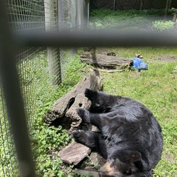 Chief Logan State Park - Mandy the Bear!!