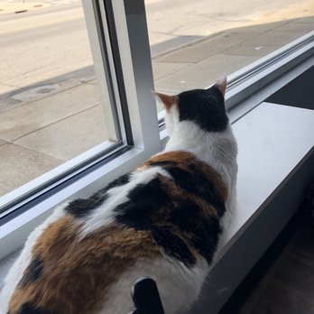Happy Cat Cafe - Just watching the outside - Coffee & Tea Near Me - Grand Rapids, Michigan