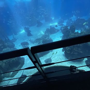 Oceanário de Lisboa - Aquatic tank display, huge window - Aquariums Near Me - Lisbon, 11 Oceanário de Lisboa - Aquatic tank display, huge window - Aquariums Near Me - Lisbon, 11