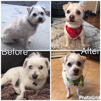 kong cat wubba mouse