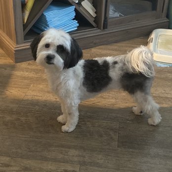 A's Mobile Dog Grooming - Maggie after grooming with A's - Pet Groomers Near Me