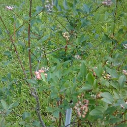 Rest Hill RV Park - Blueberries are coming