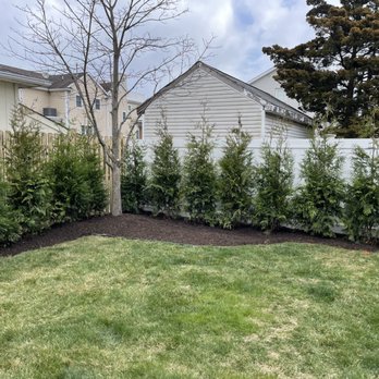 Privacy Kings - These will grow for years to come - Landscape Architects or Designers Near Me Privacy Kings - These will grow for years to come - Landscape Architects or Designers Near Me