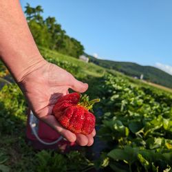 Cross The Creek Farm