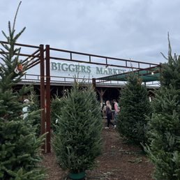 Exterior outside entrance of Biggers Market - Fresh trees - Wilmington, North Carolina Exterior outside entrance of Biggers Market - Fresh trees - Wilmington, North Carolina