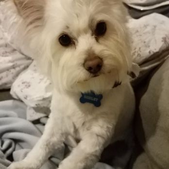 Bogarts Bone Appetit - Someone got a haircut! So handsome - Pet Groomers Near Me - Las Vegas, Nevada Bogarts Bone Appetit - Someone got a haircut! So handsome - Pet Groomers Near Me - Las Vegas, Nevada