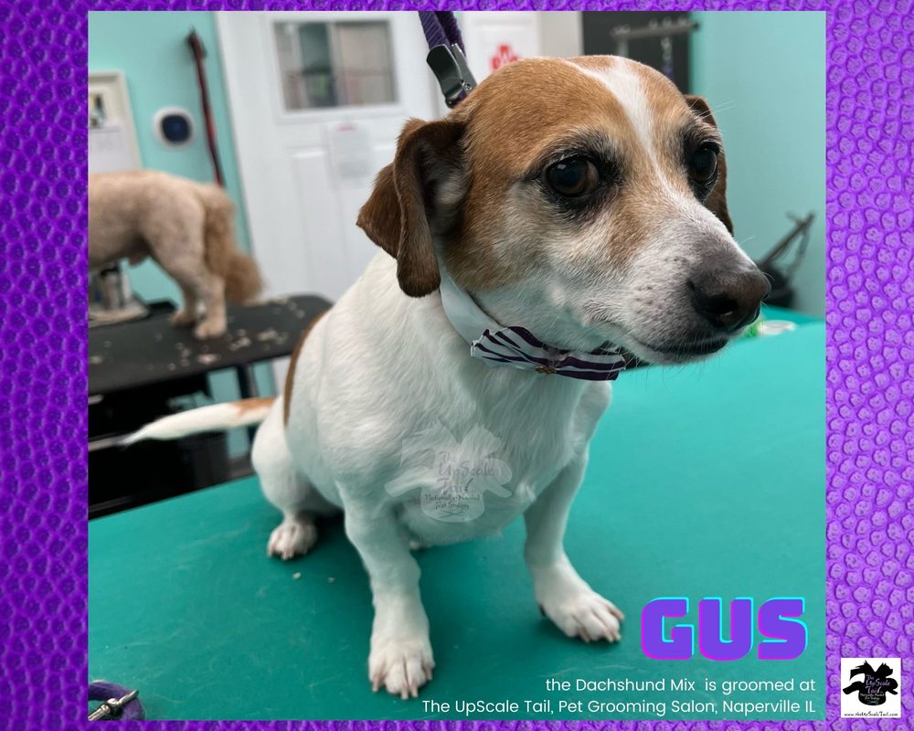 THE UPSCALE TAIL PET GROOMING NAPERVILLE 1121 Photos & 105 Reviews