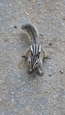 General Grant Tree by null