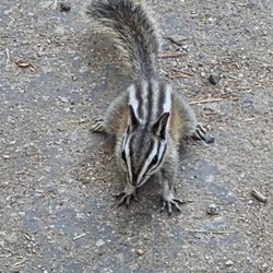 Grant Grove - Chipmunk  07-04-2025