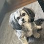 Photo of Marie's Pet Grooming