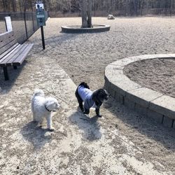 Mashpee Dog Park - New friends!