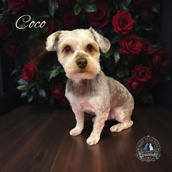 More Than Pets - YorkiePoo Grooming - Pet Groomers Near Me - San Antonio, Texas