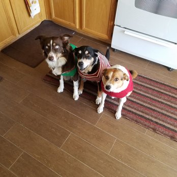 Happy Tails Pet Grooming - 3 amigos - Pet Groomers Near Me - Henderson, New Hampshire