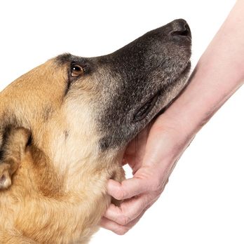 Ph2grphy - Scritches for Max - Pet Photography Near Me - Agoura Hills, California Ph2grphy - Scritches for Max - Pet Photography Near Me - Agoura Hills, California