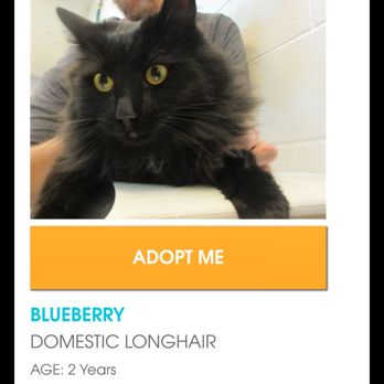 Foothills Animal Shelter - Animal Shelters Near Me - Golden, Colorado Foothills Animal Shelter - Animal Shelters Near Me - Golden, Colorado
