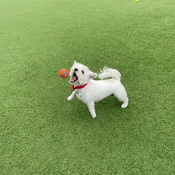 Tefani & So. Dogcare - Pet Sitting Near Me - San Francisco, California Tefani & So. Dogcare - Pet Sitting Near Me - San Francisco, California