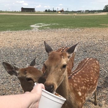 Tennessee Safari Park - Deer - Parks Near Me - Alamo, Tennessee