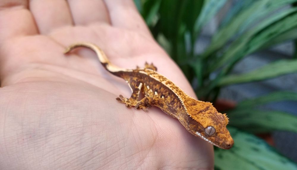 PET SHOP SANTA CRUZ 121 Photos & 49 Reviews 533 Seabright Ave