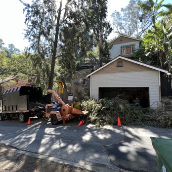 The Best Tree Care Service - Tree Services Near Me The Best Tree Care Service - Tree Services Near Me