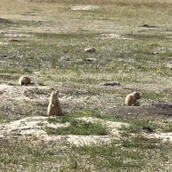 Badlands National Park - Prairie Dogs - Parks Near Me - Interior, South Dakota