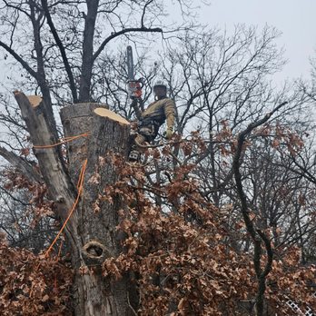 Hill Tree - Tree Services Near Me Hill Tree - Tree Services Near Me