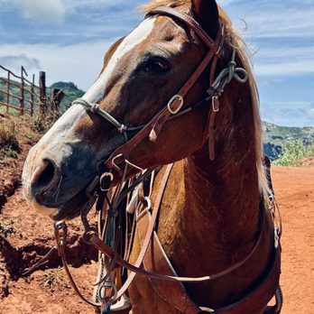 Circle M Ranch - Horseback Riding Near Me - Wailuku, Hawaii Circle M Ranch - Horseback Riding Near Me - Wailuku, Hawaii