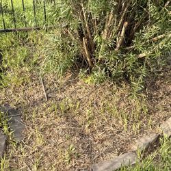 Devin Landscapes - Backyard Before