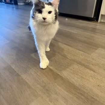 House Call Cat Grooming - Pet Groomers Near Me - Dorchester, Massachusetts