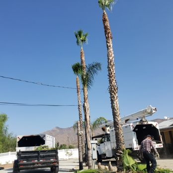 Tree Kickers - Tree Services Near Me Tree Kickers - Tree Services Near Me